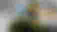 Halo Master Chief