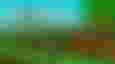 A Roblox character standing in front of her garden in Grow a Garden